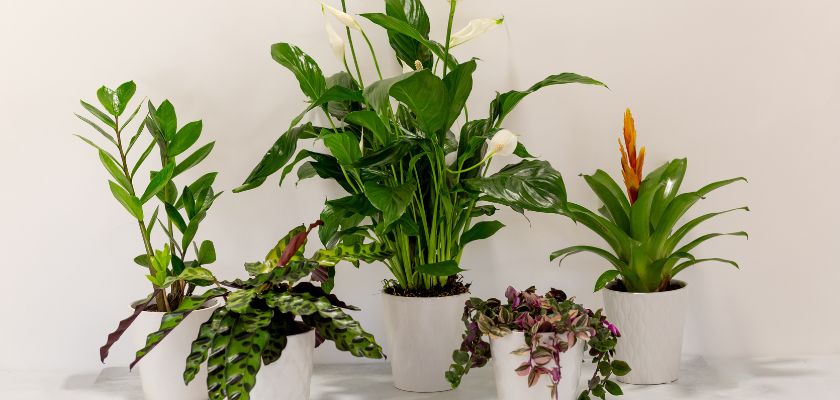 A collection of vibrant indoor plants in white pots, enhancing home decor with lush greenery.