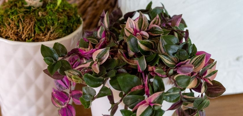 Vibrant potted plant featuring striped pink and green leaves, perfect for home decor.