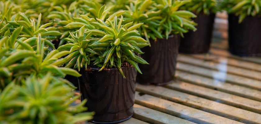 Lush green potted plants arranged neatly on a wooden surface, showcasing vibrant foliage.