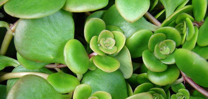 Lush green succulent plants with rounded leaves creating a vibrant, healthy display.