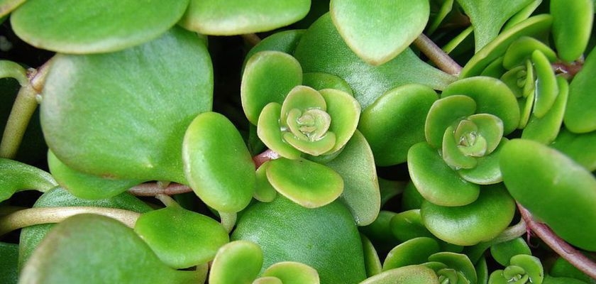 Lush green succulent plants with rounded leaves creating a vibrant, healthy display.