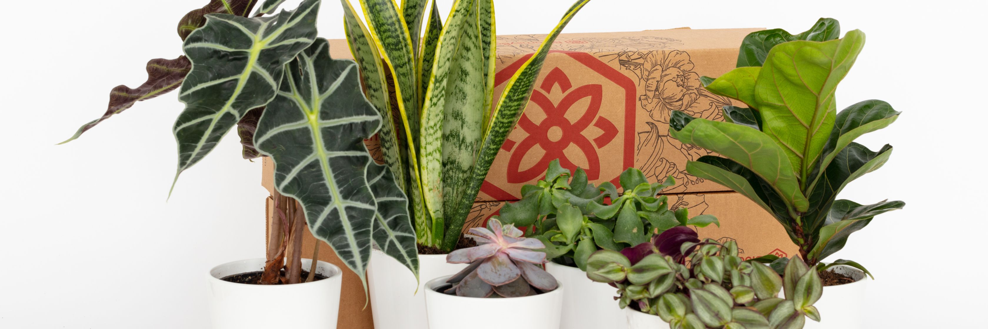 A stylish assortment of indoor plants in white pots, perfect for home decor and greenery lovers.