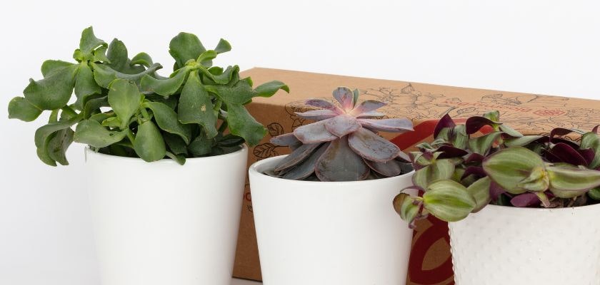 Three vibrant potted succulents in white ceramic pots, perfect for home decor and indoor gardening.