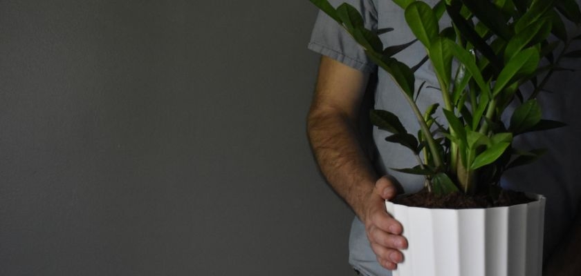 A person holding a vibrant green ZZ plant in a stylish white pot against a dark background.