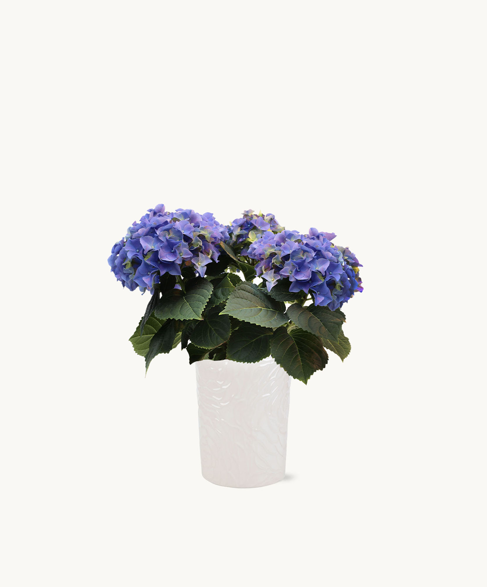Vibrant blue hydrangeas in a textured white pot, perfect for home decor or gifting.