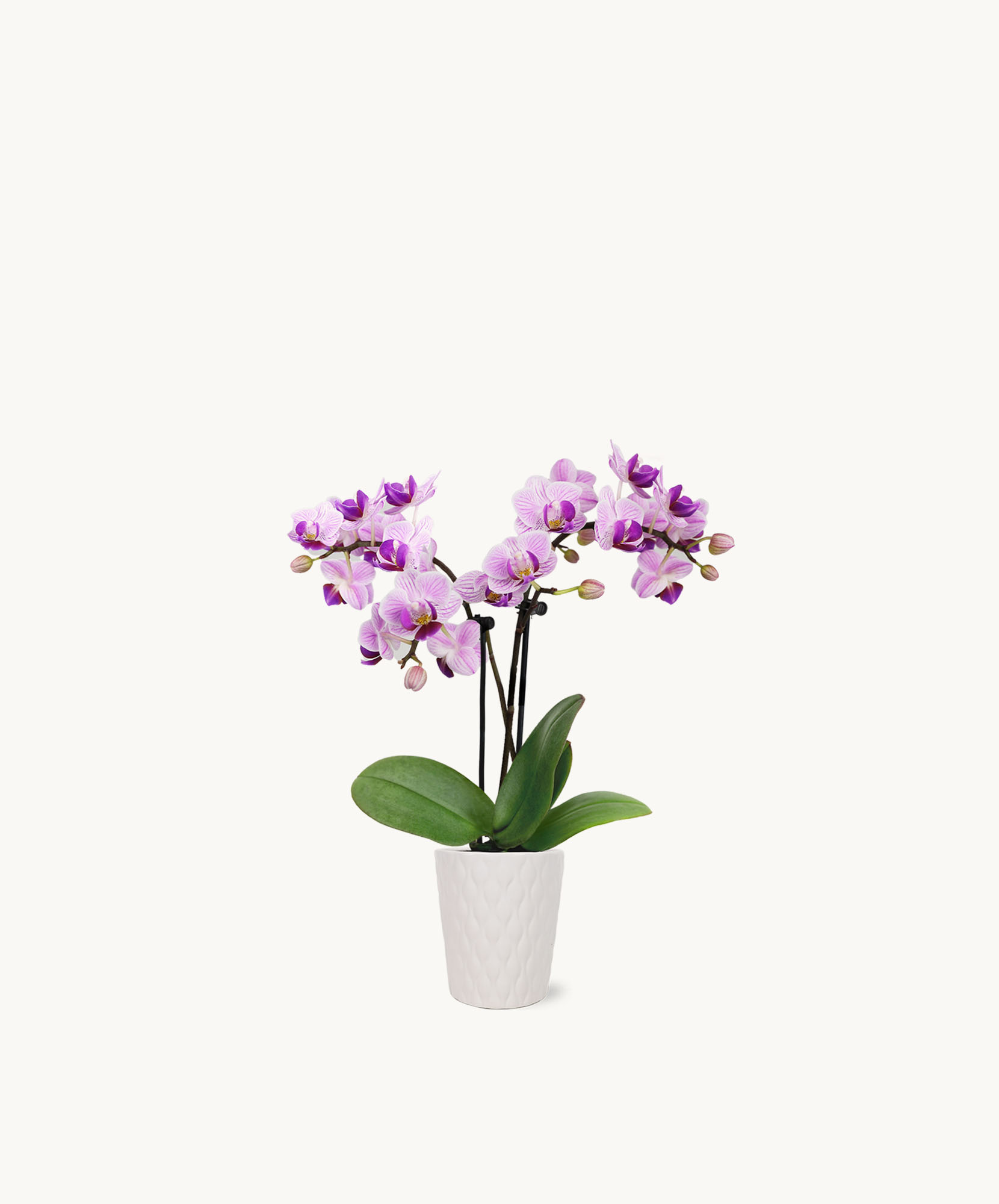 Elegant purple orchids in a white textured pot, perfect for home decor and gifting.