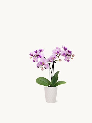 Elegant purple orchids in a white textured pot, perfect for home decor and gifting.