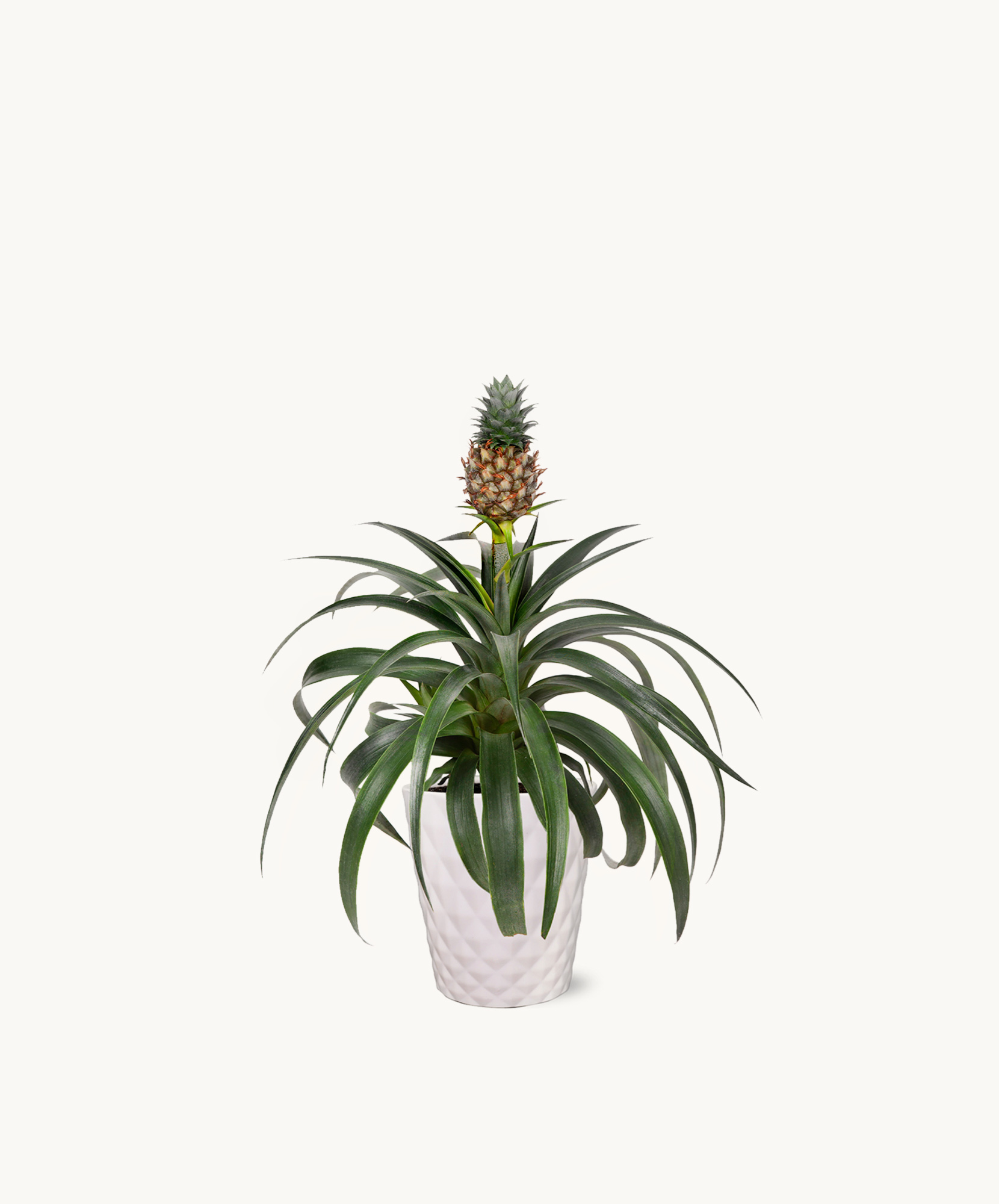 A decorative pineapple plant in a sleek white pot, adding tropical charm to any indoor space.