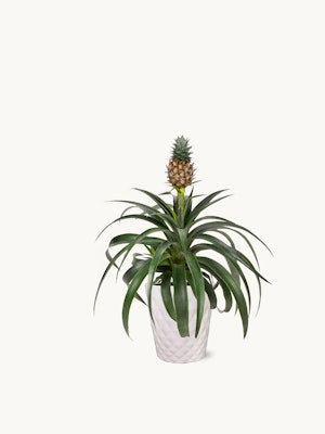 A decorative pineapple plant in a sleek white pot, adding tropical charm to any indoor space.
