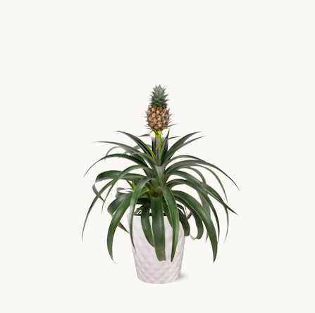 A decorative pineapple plant in a sleek white pot, adding tropical charm to any indoor space.