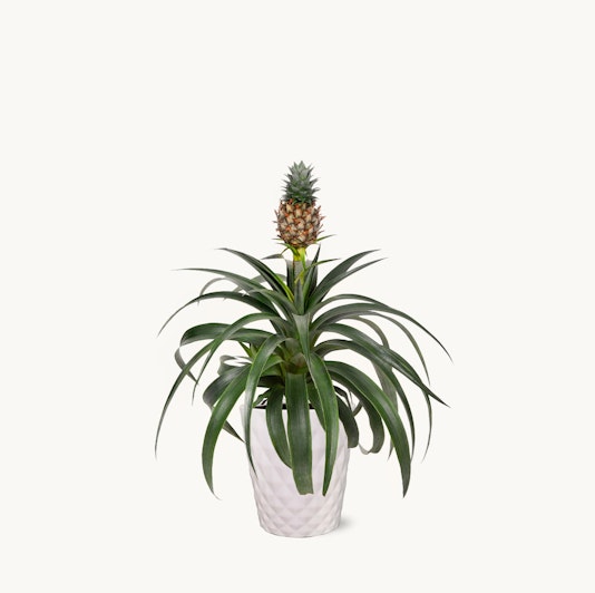 A decorative pineapple plant in a sleek white pot, adding tropical charm to any indoor space.
