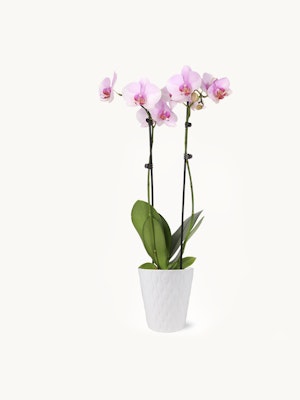 Elegant pink orchids in a white textured pot, ideal for brightening any space.