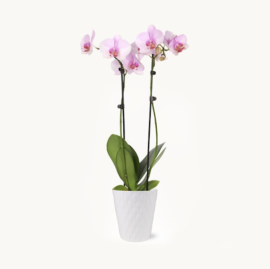 Elegant pink orchids in a white textured pot, ideal for brightening any space.