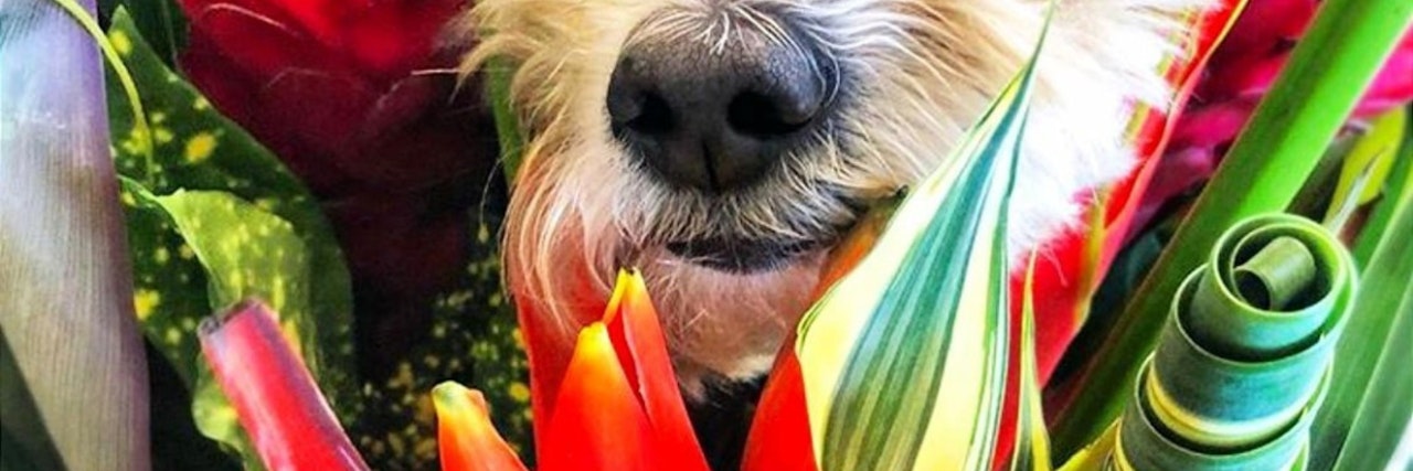 A playful dog peeking through vibrant tropical flowers, showcasing nature's beauty.