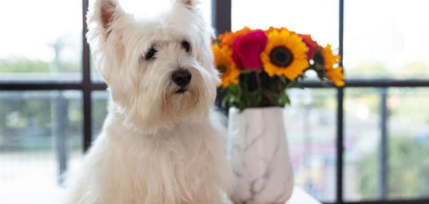 A fluffy white dog sitting by a vase of vibrant flowers, enjoying a sunny indoor setting.