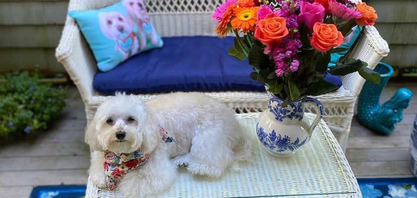 White fluffy dog resting on a wicker table beside a vibrant floral vase in a cozy outdoor setting.