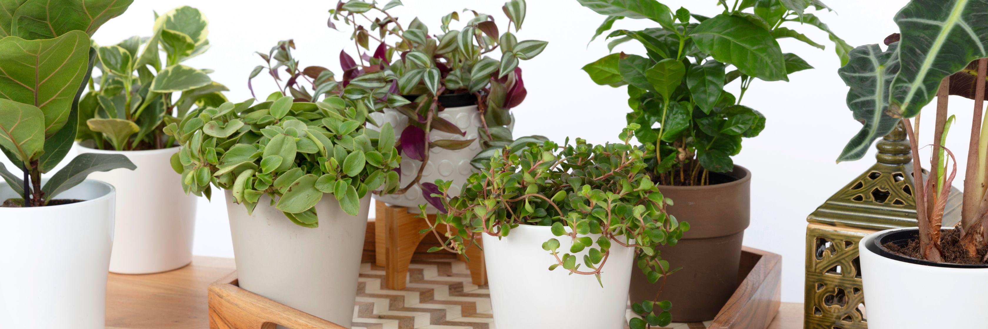 A stylish arrangement of potted indoor plants in various sizes and shapes, enhancing home decor.