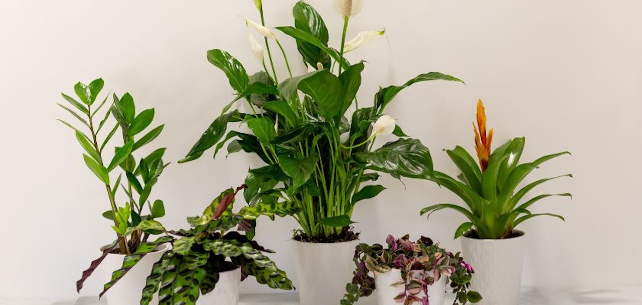 Lush assortment of indoor plants in white pots, adding greenery and vibrancy to any room decor.