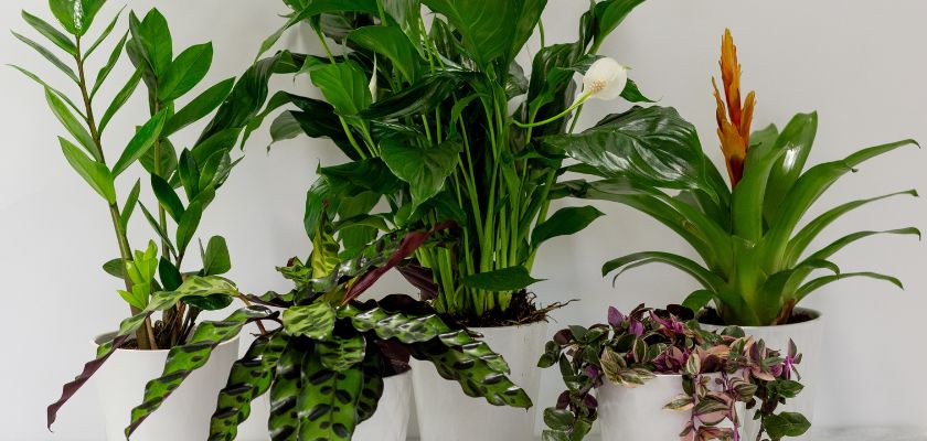 Lush indoor plants in white pots, featuring a variety of greenery and unique foliage.
