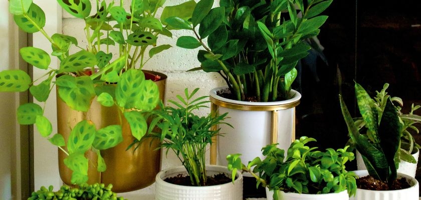 A vibrant display of indoor plants in various pots, enhancing home decor with greenery.