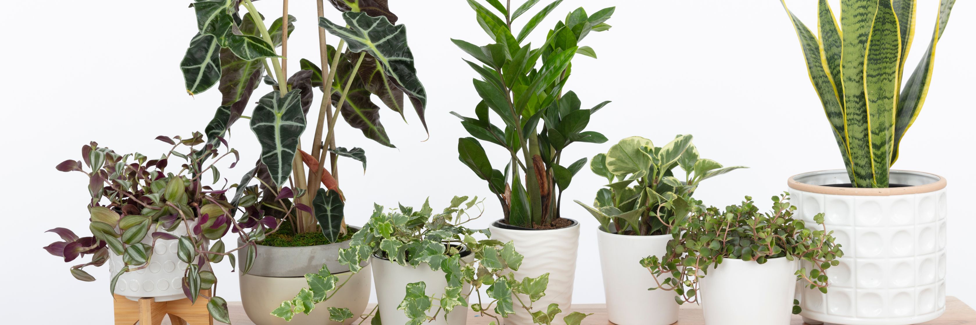 A diverse collection of indoor plants displayed in stylish pots, perfect for home decor.