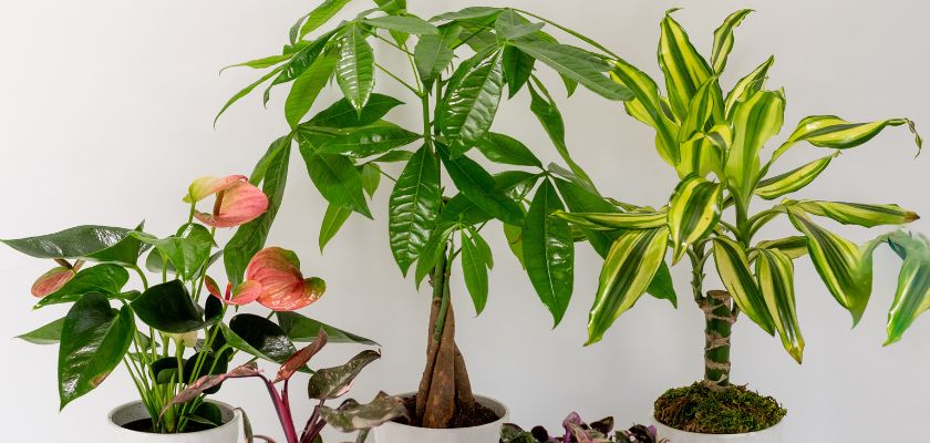 A vibrant assortment of decorative indoor plants in stylish pots, enhancing home decor and ambiance.