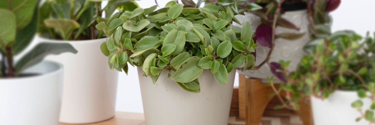 A lush green potted plant surrounded by various other indoor plants on a light wood table.