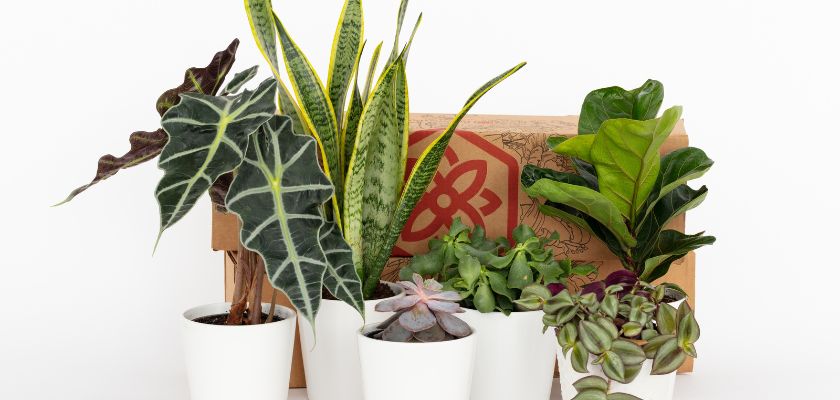 Indoor plant collection featuring diverse greenery in white pots, ideal for home decor.