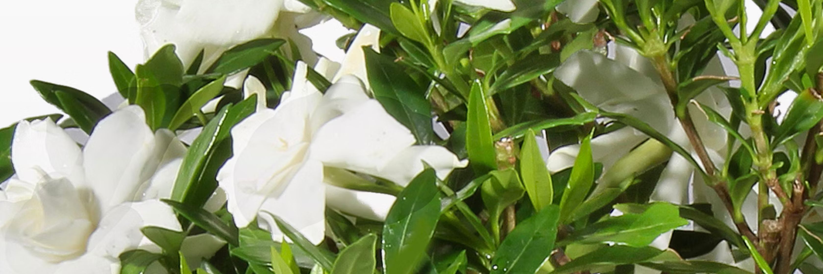Lush gardenia blooms with glossy green leaves in a vibrant floral display, ideal for home décor.