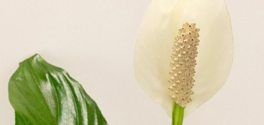 Elegant white peace lily flower with a textured green leaf, symbolizing tranquility and purity.