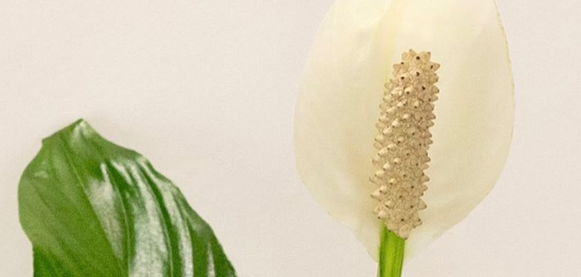 Elegant white peace lily flower with a textured green leaf, symbolizing tranquility and purity.