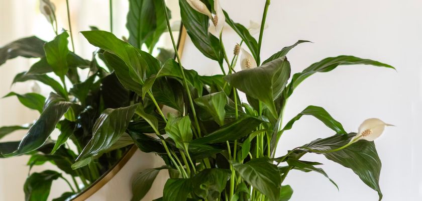 Lush green peace lilies with elegant white blooms in a stylish indoor planter.