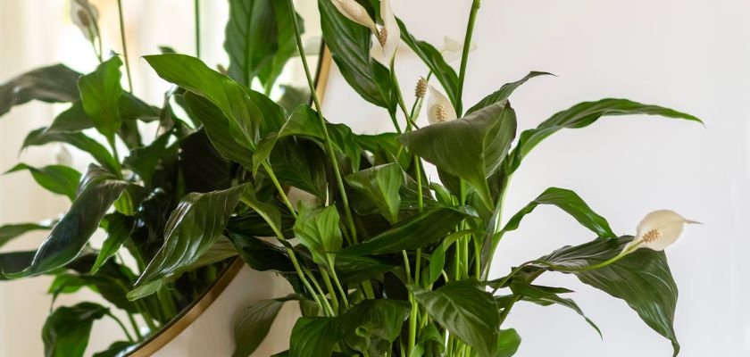 Lush green peace lilies with elegant white blooms in a stylish indoor planter.