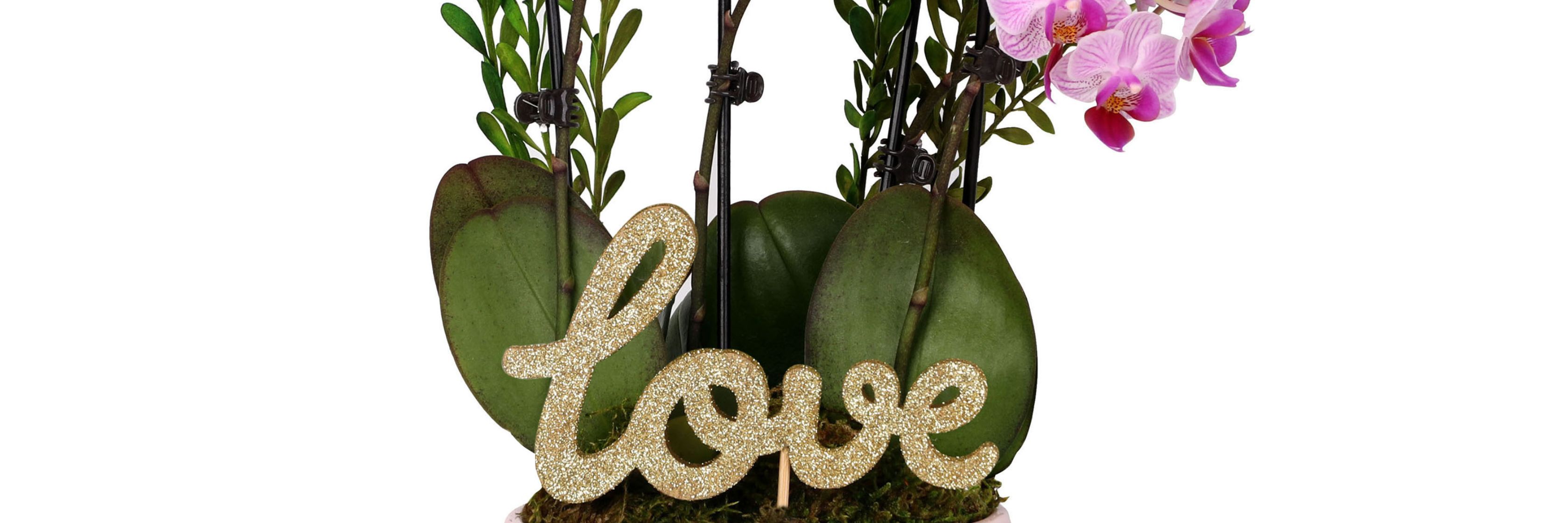 Elegant orchid arrangement with a sparkling 'love' sign, perfect for romantic occasions.