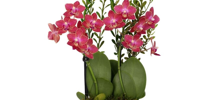 Vibrant pink orchids elegantly arranged with lush green foliage, perfect for elegant decor.