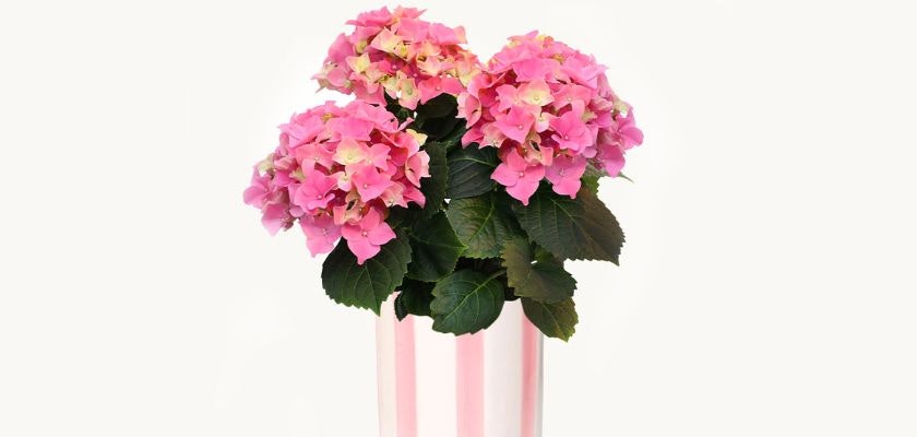 Vibrant pink hydrangea blooms in a decorative striped vase, adding charm to any space.