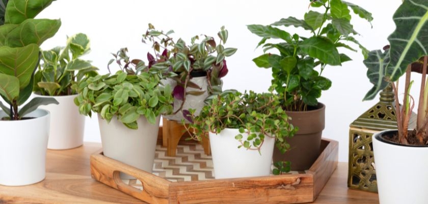 A charming collection of houseplants in stylish white pots, arranged on a decorative tray.