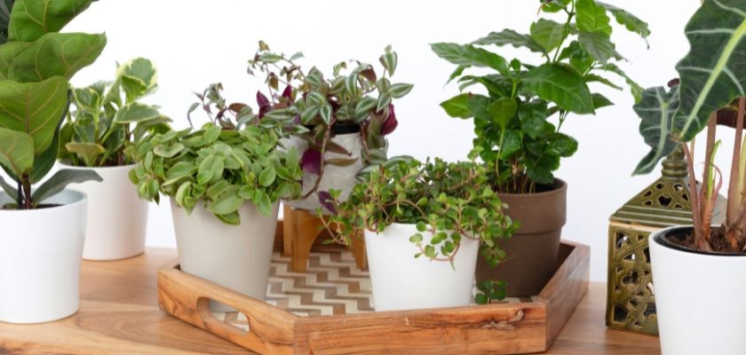 A charming collection of houseplants in stylish white pots, arranged on a decorative tray.