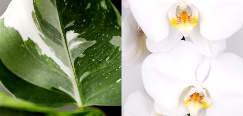 A close-up of a variegated green leaf alongside elegant white orchids, showcasing nature's beauty.