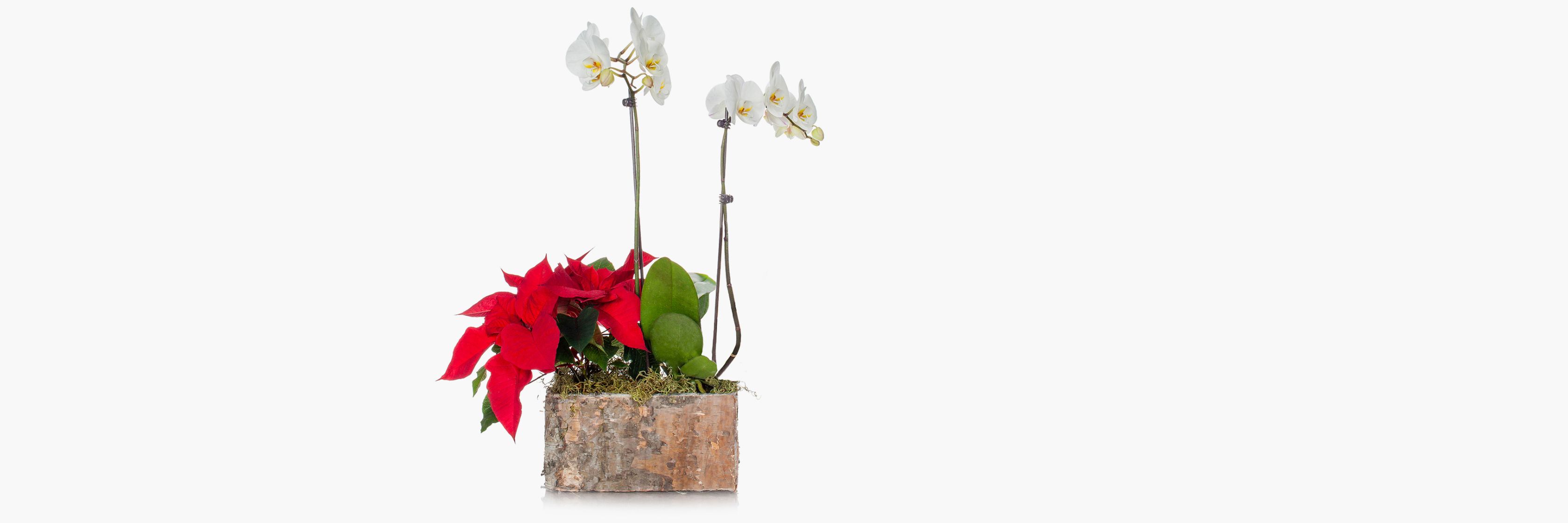 Elegant white orchids paired with vibrant red poinsettias in a chic planter.