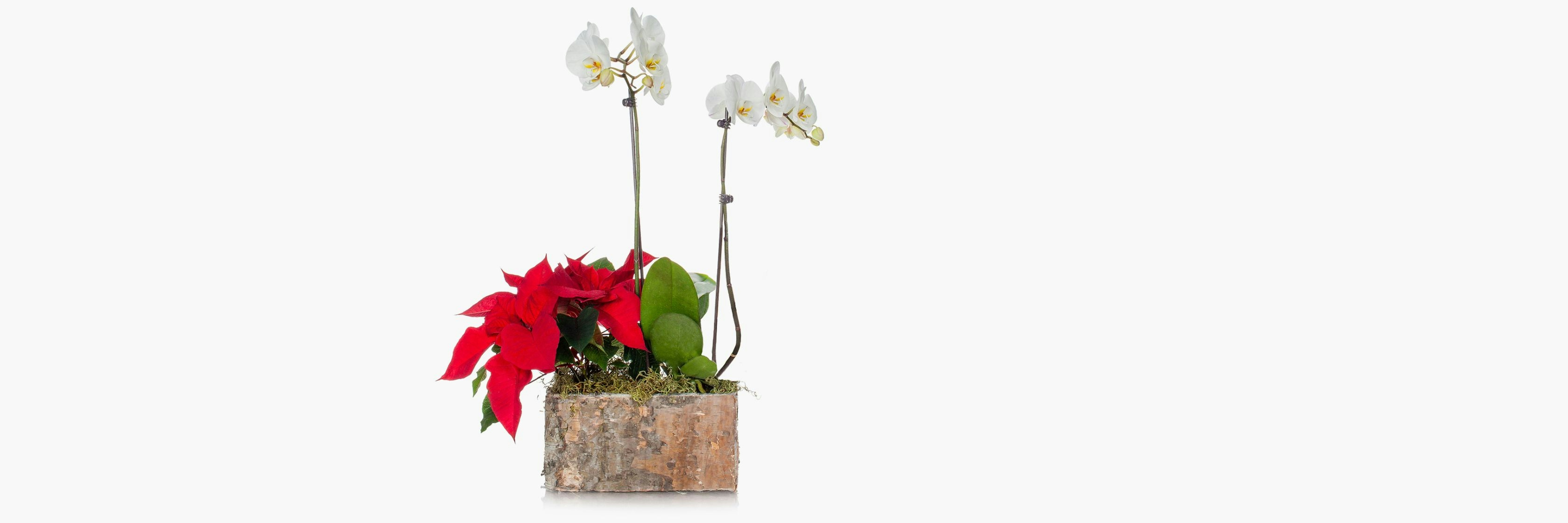Elegant white orchids paired with vibrant red poinsettias in a chic planter.