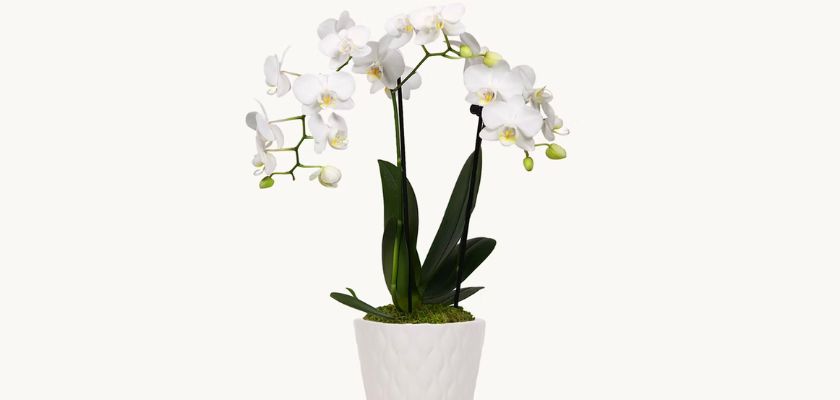 Elegant white orchids in a modern ceramic pot, showcasing delicate blooms and lush green leaves.