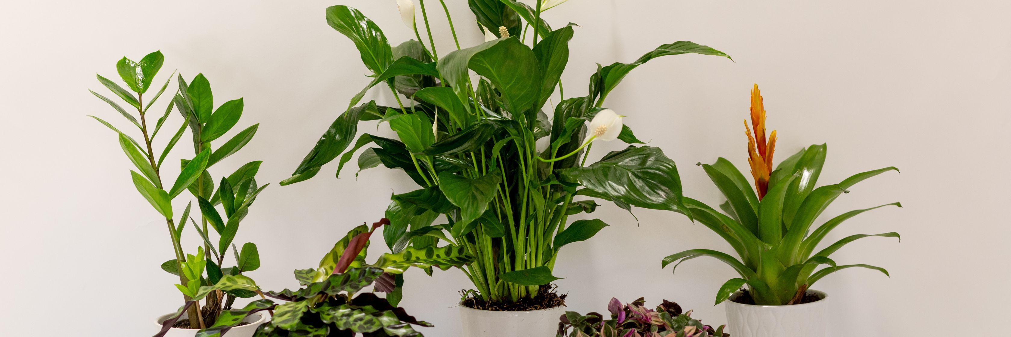 A vibrant collection of indoor plants in stylish pots, enhancing any home decor with greenery.