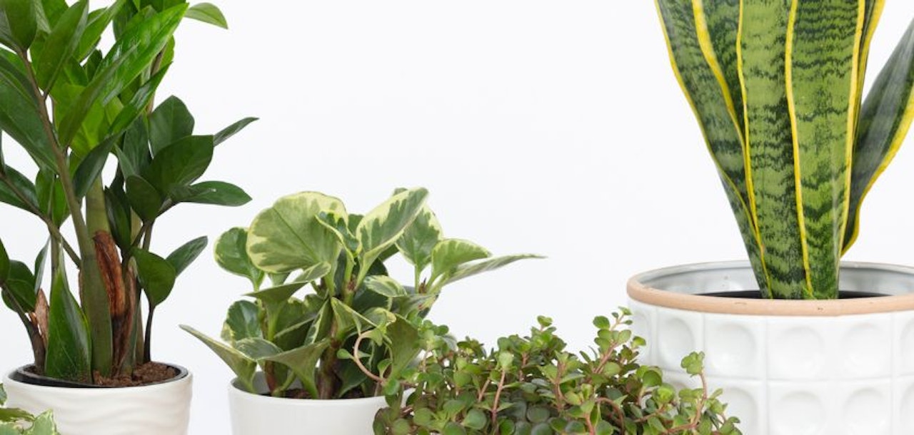 A stylish arrangement of various indoor plants in modern pots against a clean background.