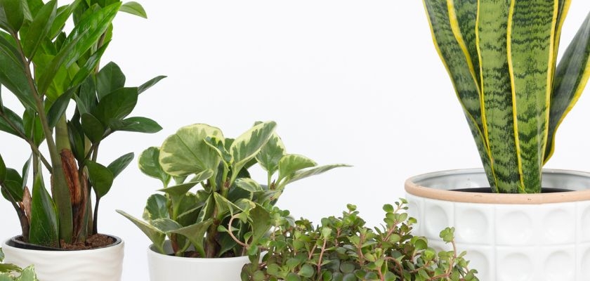 A stylish arrangement of various indoor plants in modern pots against a clean background.