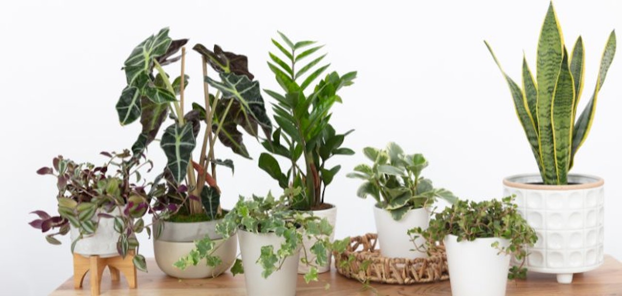 A vibrant display of assorted potted indoor plants on a wooden table, enhancing home decor.