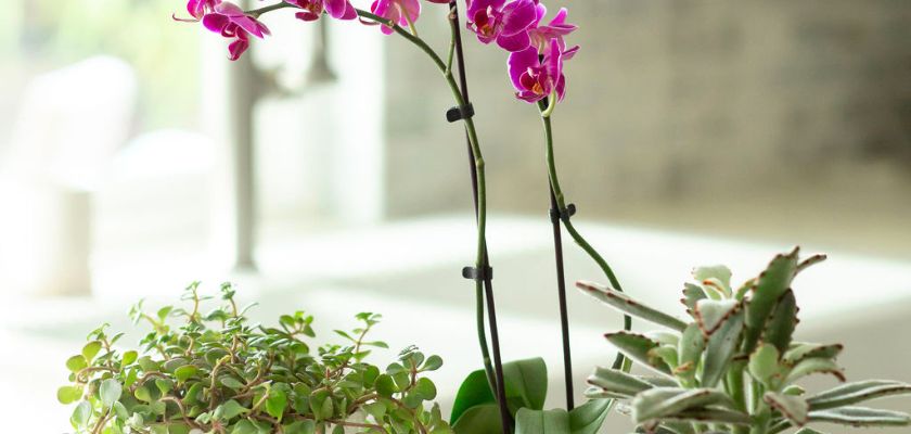 A vibrant arrangement of purple orchids and green succulents in a bright, modern setting.
