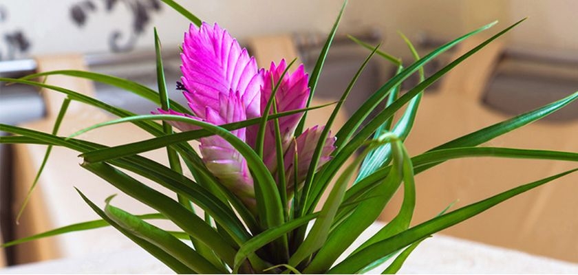 Vibrant pink plant with lush green leaves, perfect for home decor and indoor gardens.