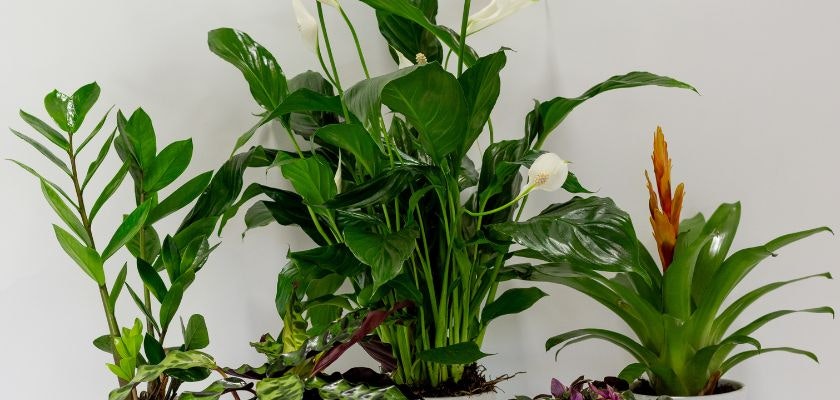 Vibrant indoor tropical plants featuring lush greenery and elegant blooms, ideal for home decor.