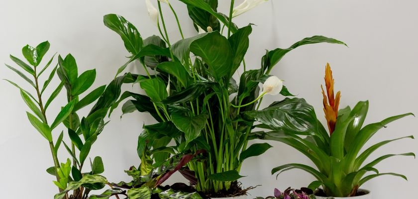 Vibrant indoor tropical plants featuring lush greenery and elegant blooms, ideal for home decor.